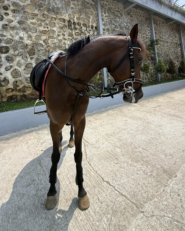 At AR Team Equestrian